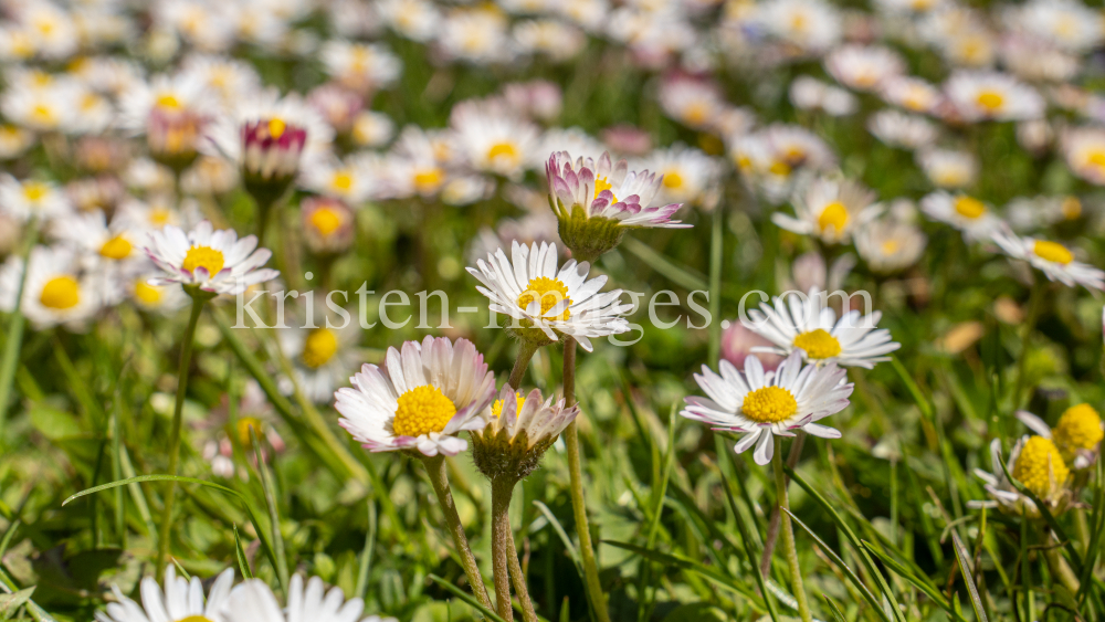 Gänseblümchen / Innsbruck, Tirol, Österreich by kristen-images.com