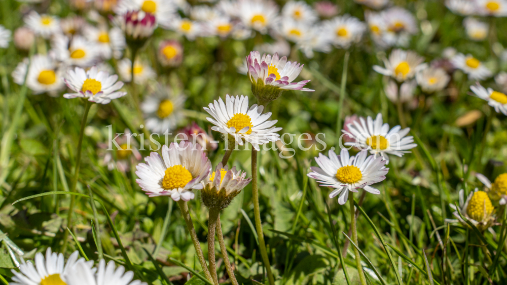 Gänseblümchen / Innsbruck, Tirol, Österreich by kristen-images.com