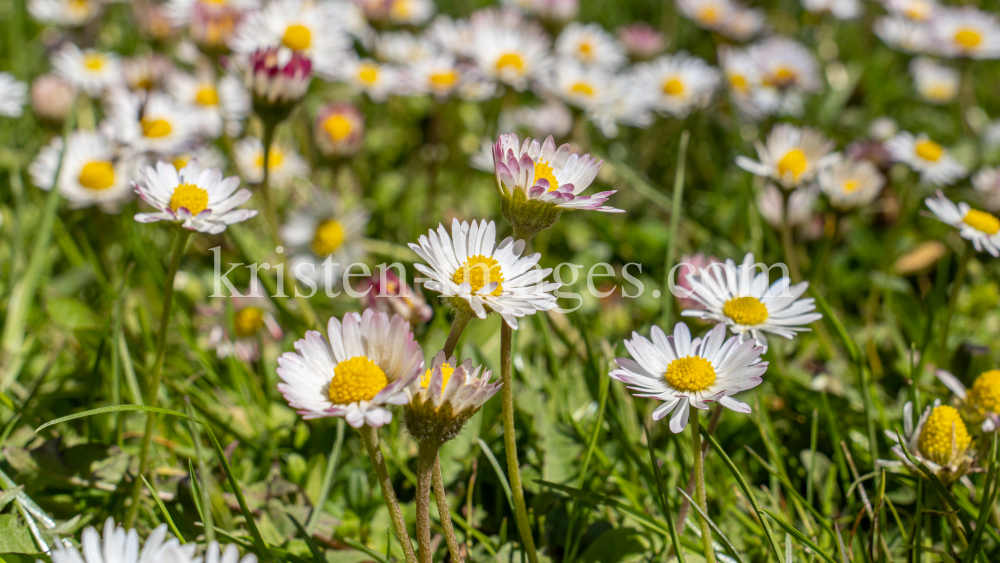 Gänseblümchen / Innsbruck, Tirol, Österreich by kristen-images.com