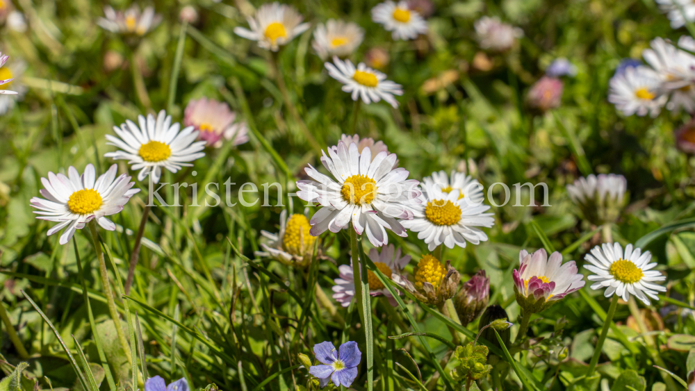 Gänseblümchen / Innsbruck, Tirol, Österreich by kristen-images.com