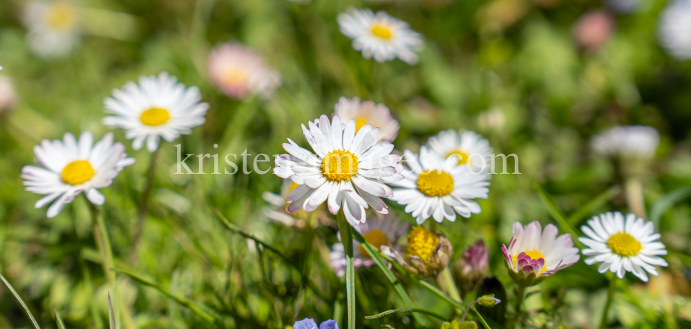 Gänseblümchen / Innsbruck, Tirol, Österreich by kristen-images.com