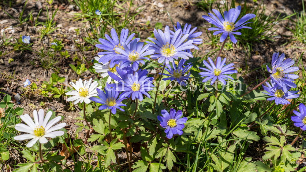 Alpen-Aster / Innsbruck, Tirol, Österreich by kristen-images.com