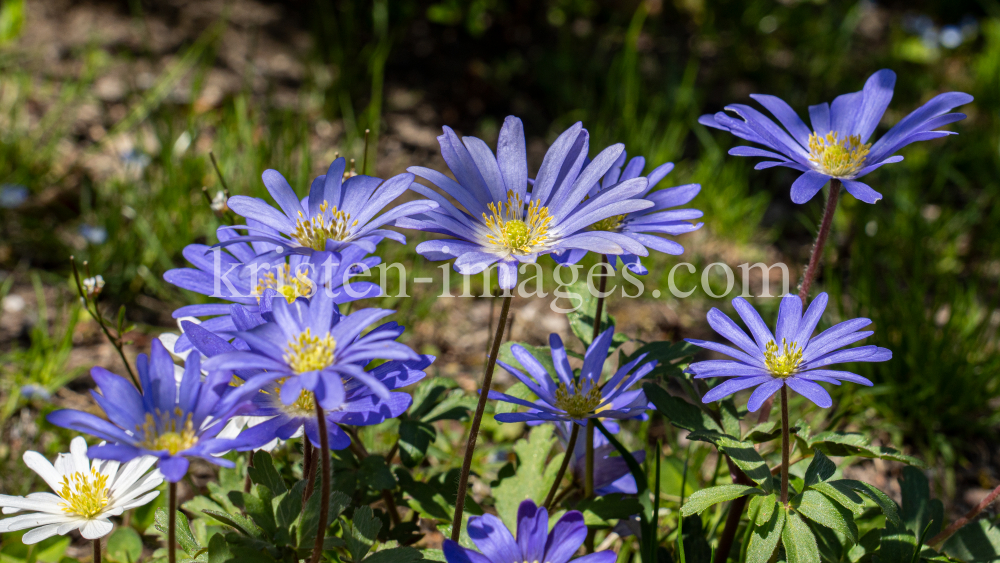 Alpen-Aster / Innsbruck, Tirol, Österreich by kristen-images.com