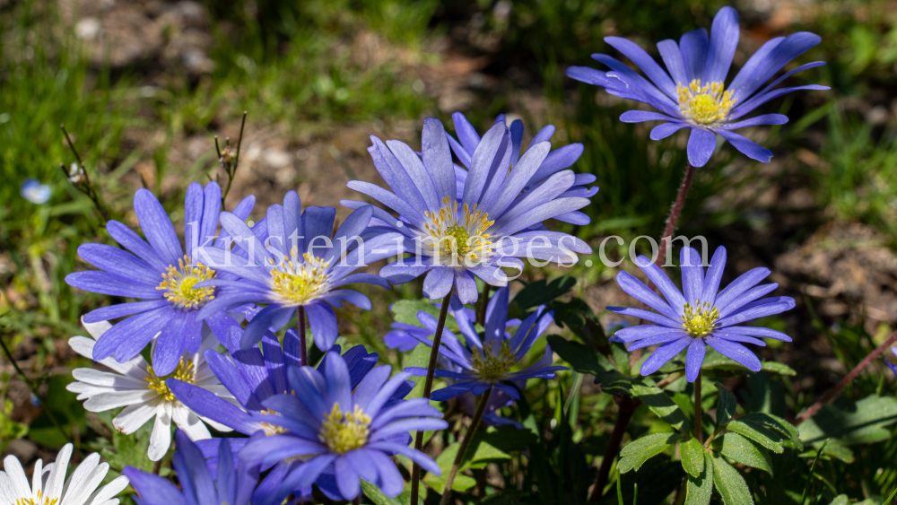 Alpen-Aster / Innsbruck, Tirol, Österreich by kristen-images.com