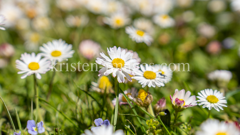 Gänseblümchen / Innsbruck, Tirol, Österreich by kristen-images.com