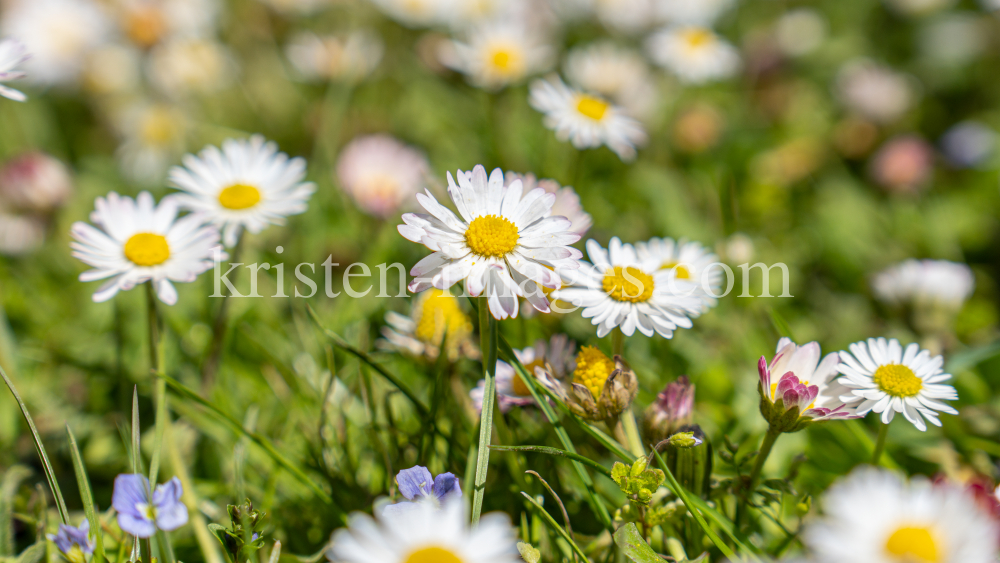 Gänseblümchen / Innsbruck, Tirol, Österreich by kristen-images.com