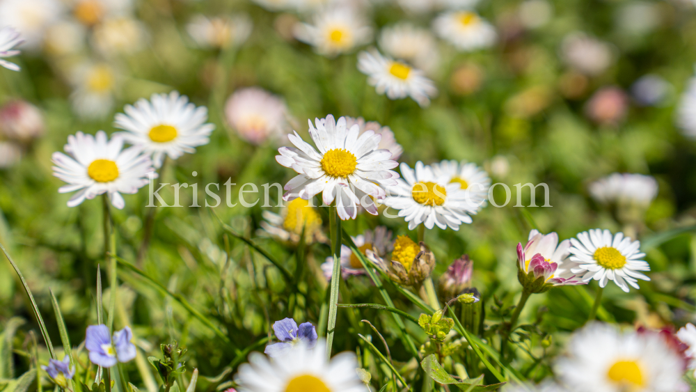 Gänseblümchen / Innsbruck, Tirol, Österreich by kristen-images.com