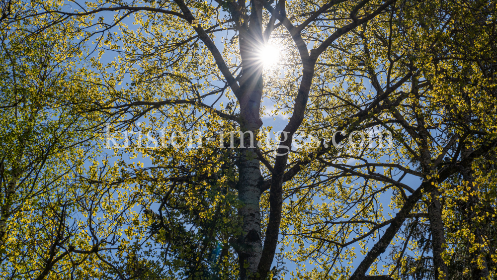 Pappel im Frühling by kristen-images.com