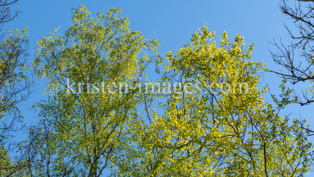 Birke im Frühling by kristen-images.com