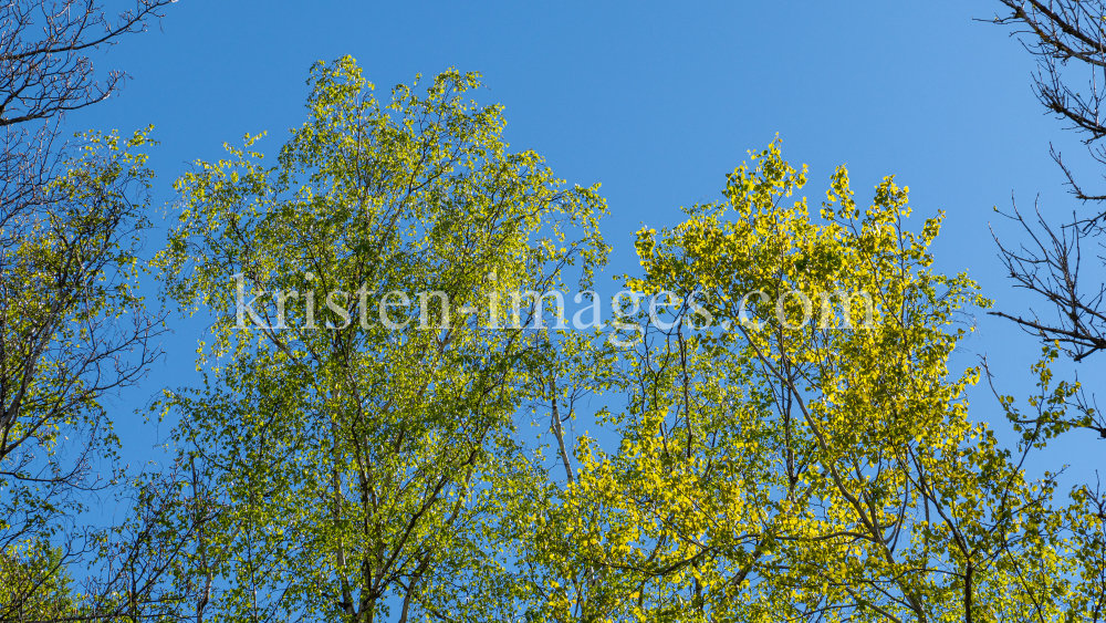 Birke im Frühling by kristen-images.com