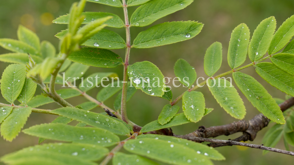 Eberesche, Vogelbeerbaum, Sorbus aucuparia by kristen-images.com