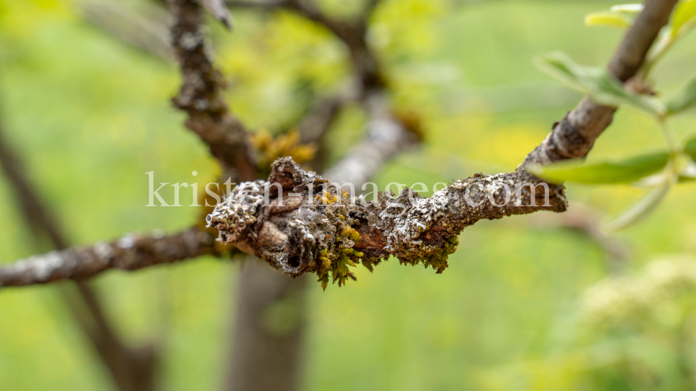 Eberesche, Vogelbeerbaum, Sorbus aucuparia by kristen-images.com