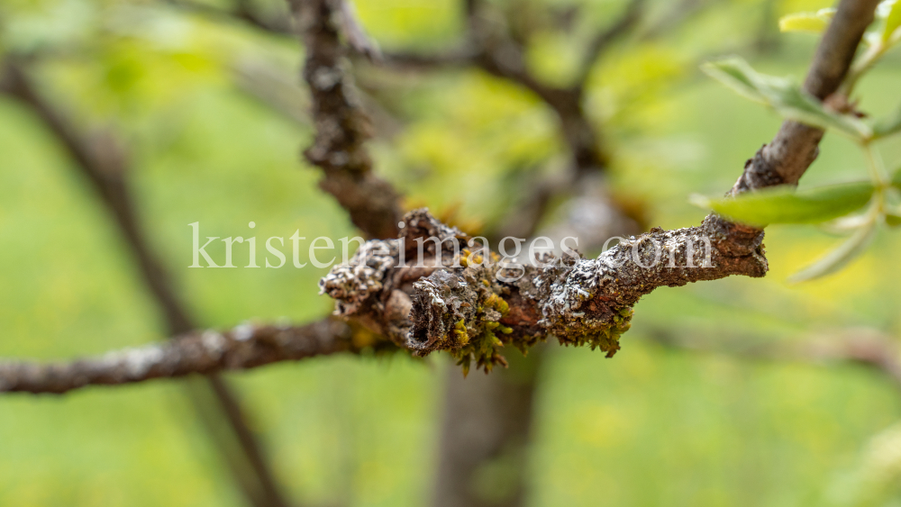 Eberesche, Vogelbeerbaum, Sorbus aucuparia by kristen-images.com