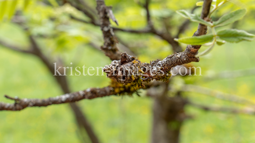 Eberesche, Vogelbeerbaum, Sorbus aucuparia by kristen-images.com