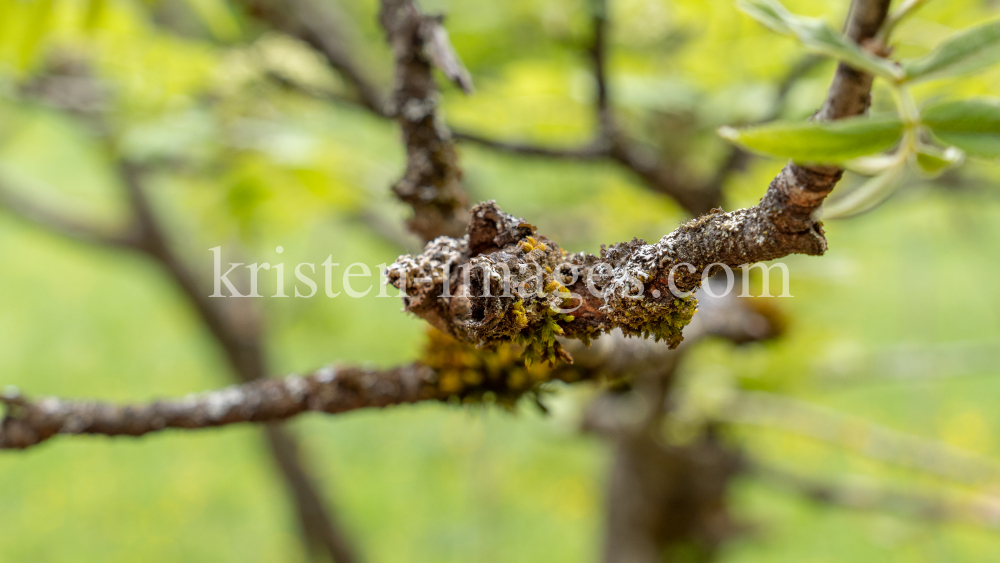 Eberesche, Vogelbeerbaum, Sorbus aucuparia by kristen-images.com