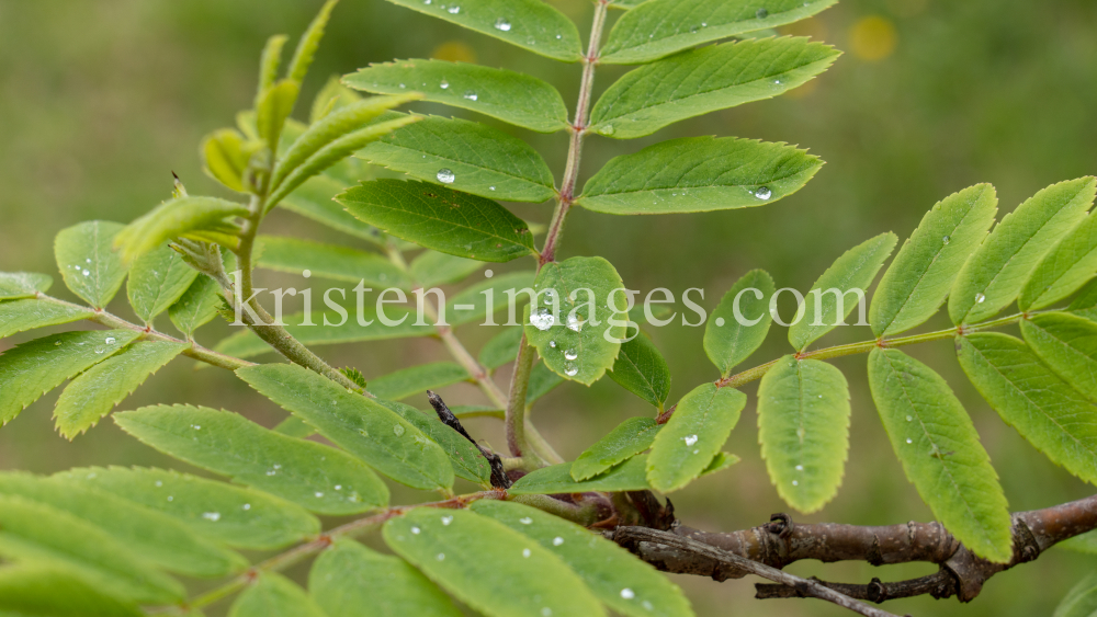 Eberesche, Vogelbeerbaum, Sorbus aucuparia by kristen-images.com