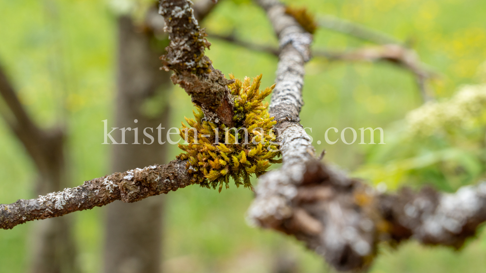 Eberesche, Vogelbeerbaum, Sorbus aucuparia by kristen-images.com