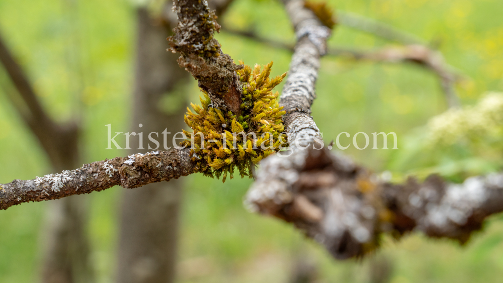 Eberesche, Vogelbeerbaum, Sorbus aucuparia by kristen-images.com