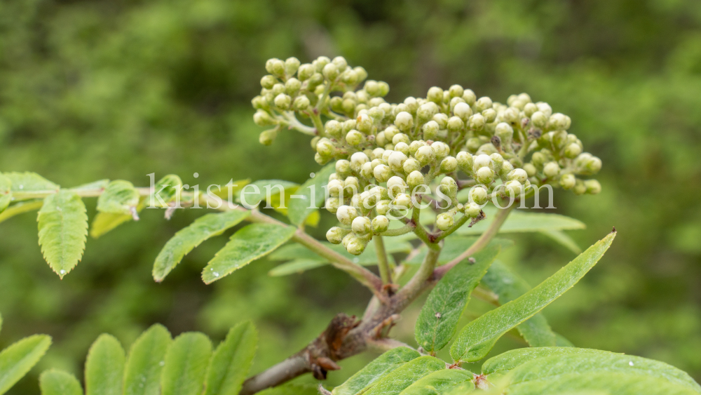 Eberesche, Vogelbeerbaum, Sorbus aucuparia by kristen-images.com