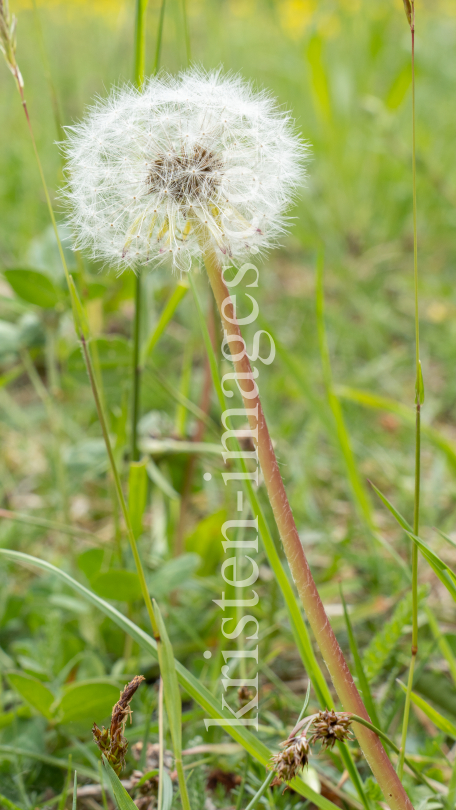 Gewöhnlicher Löwenzahn  by kristen-images.com