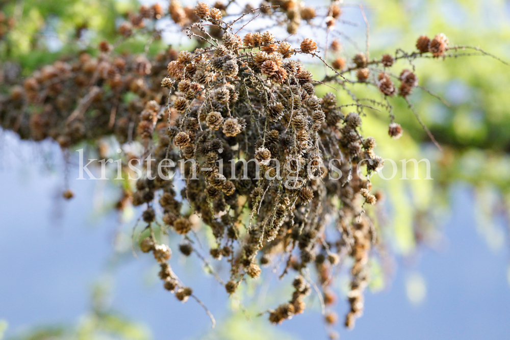 Zapfen einer Lärche by kristen-images.com