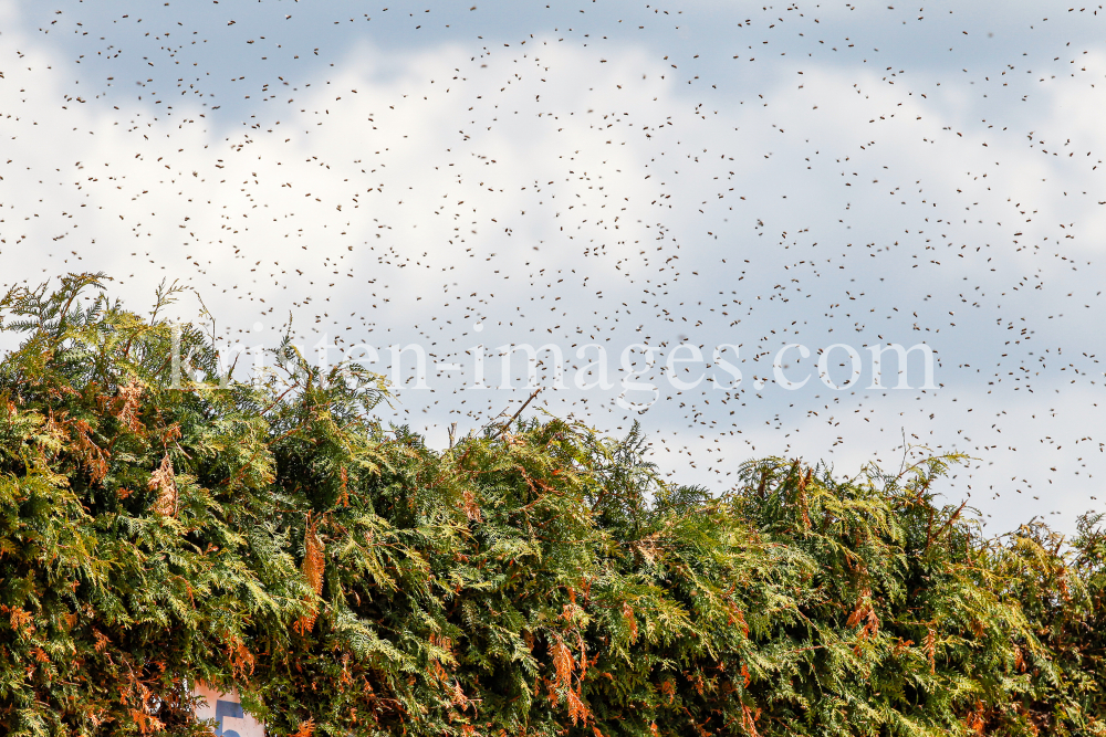 Bienenschwarm, Bienen, Honigbienen by kristen-images.com