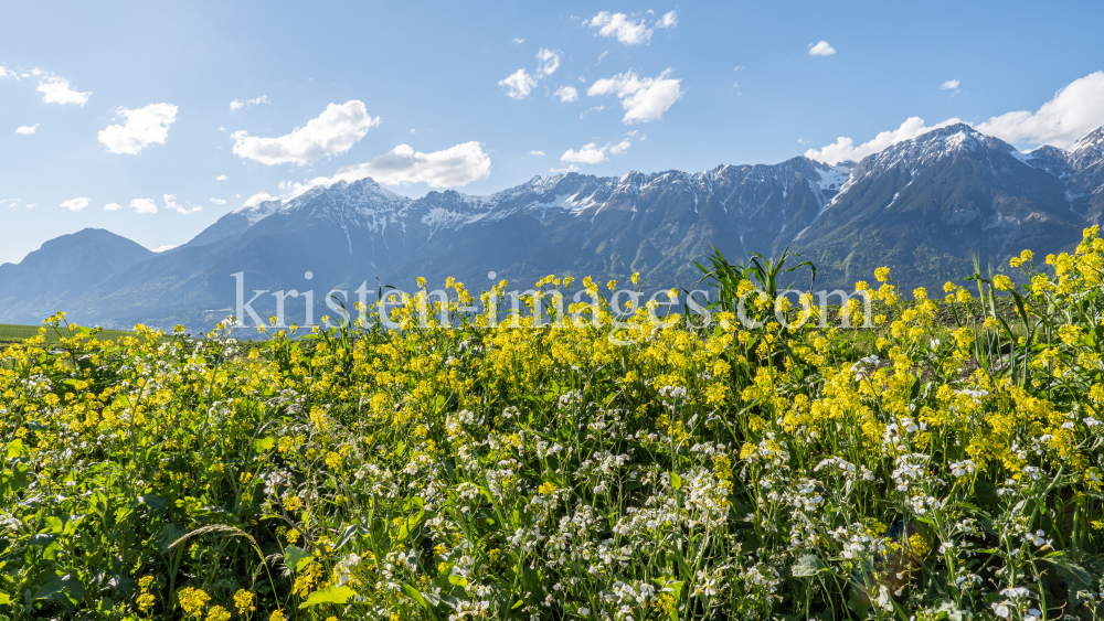 Blumenwiese in Aldrans, Tirol, Österreich by kristen-images.com