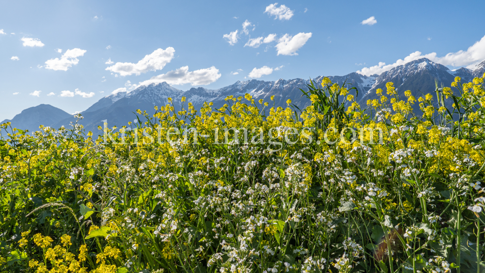 Blumenwiese in Aldrans, Tirol, Österreich by kristen-images.com