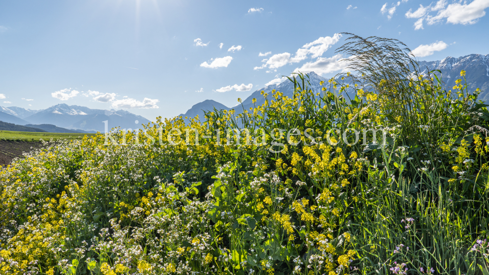 Blumenwiese in Aldrans, Tirol, Österreich by kristen-images.com