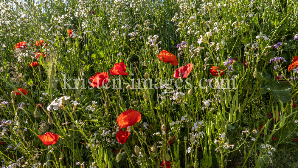 Blumenwiese in Aldrans, Tirol, Österreich by kristen-images.com