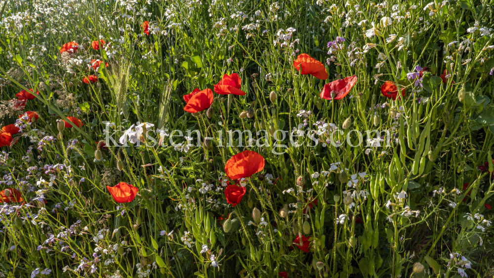 Blumenwiese in Aldrans, Tirol, Österreich by kristen-images.com