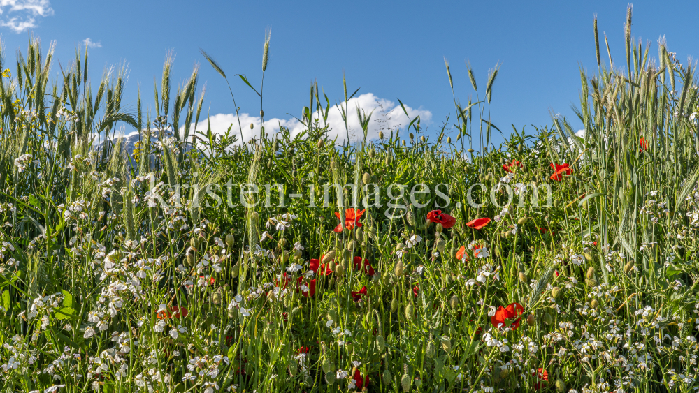 Blumenwiese in Aldrans, Tirol, Österreich by kristen-images.com
