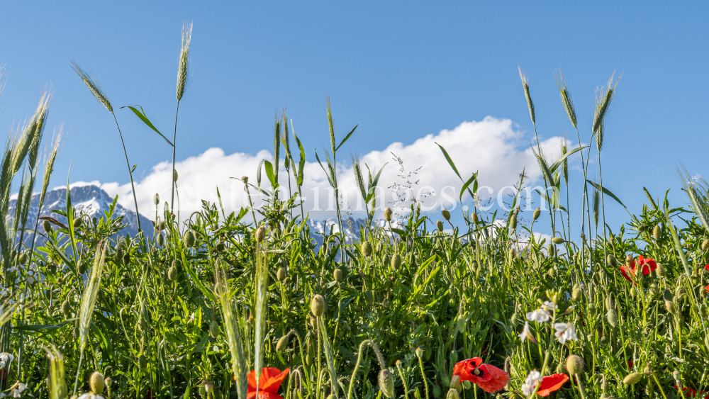 Blumenwiese in Aldrans, Tirol, Österreich by kristen-images.com