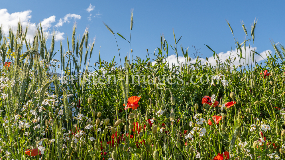 Blumenwiese in Aldrans, Tirol, Österreich by kristen-images.com