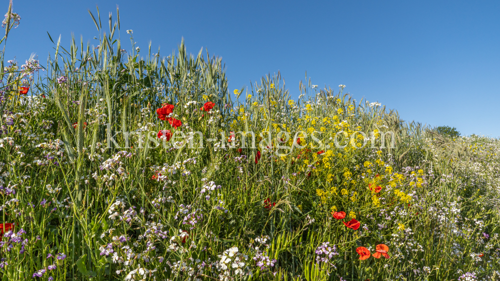 Blumenwiese in Aldrans, Tirol, Österreich by kristen-images.com