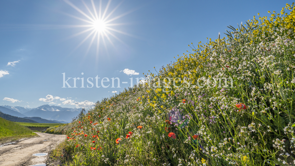 Blumenwiese in Aldrans, Tirol, Österreich by kristen-images.com