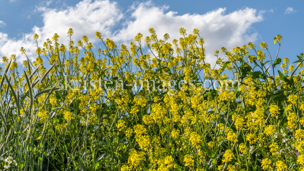 Blumenwiese in Aldrans, Tirol, Österreich by kristen-images.com