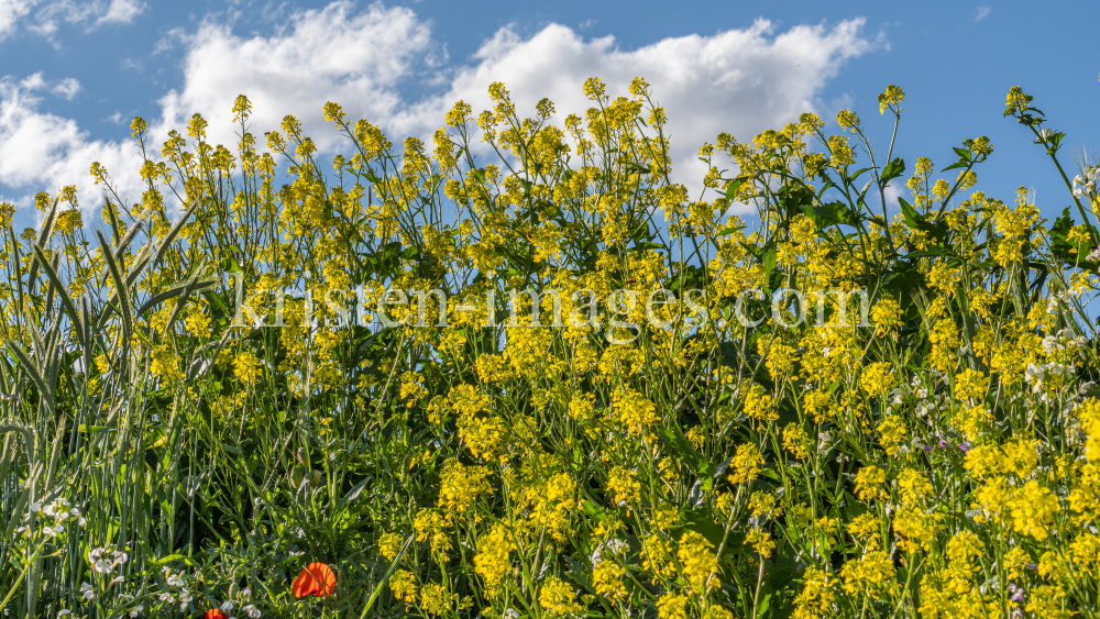 Blumenwiese in Aldrans, Tirol, Österreich by kristen-images.com