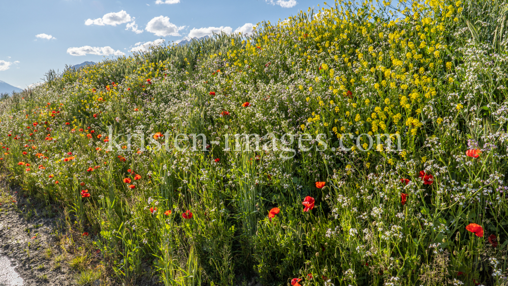 Blumenwiese in Aldrans, Tirol, Österreich by kristen-images.com