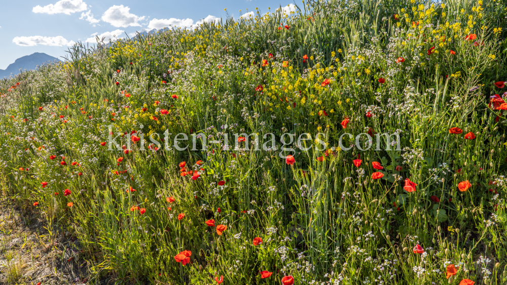 Blumenwiese in Aldrans, Tirol, Österreich by kristen-images.com