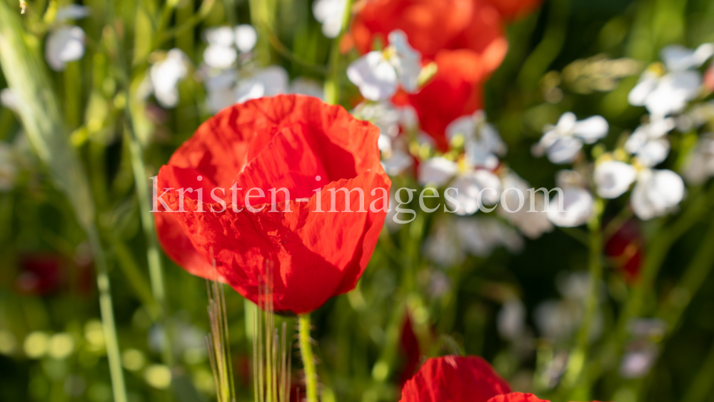 Mohn / Aldrans, Tirol, Österreich by kristen-images.com