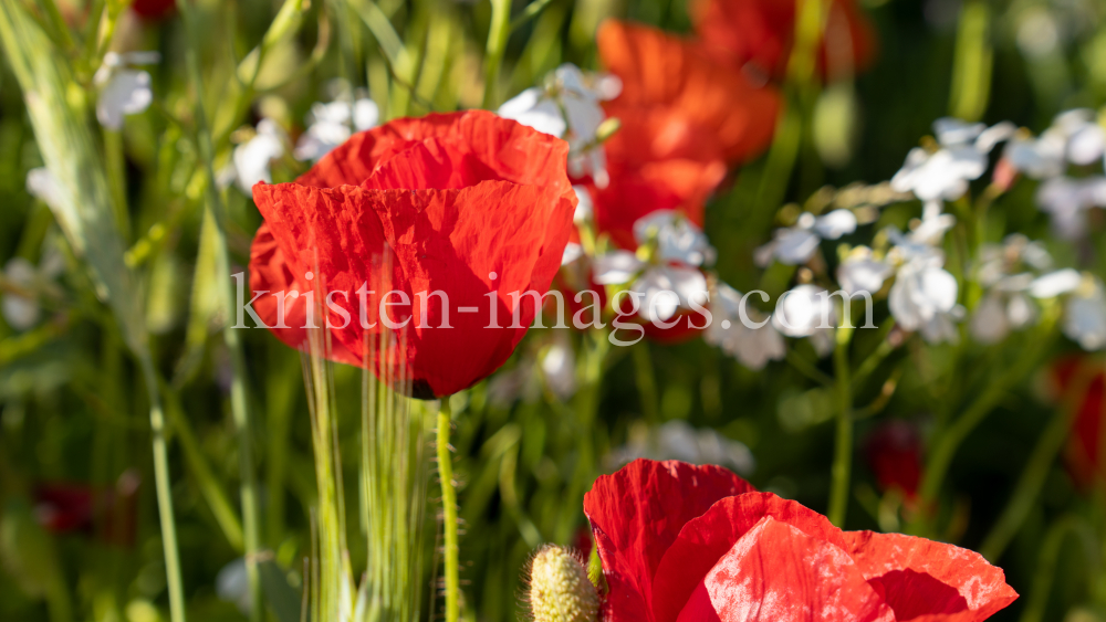 Mohn / Aldrans, Tirol, Österreich by kristen-images.com