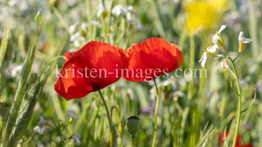 Mohn / Aldrans, Tirol, Österreich by kristen-images.com
