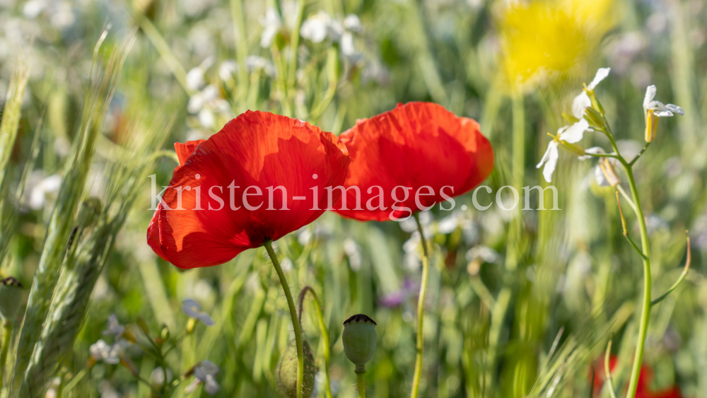 Mohn / Aldrans, Tirol, Österreich by kristen-images.com