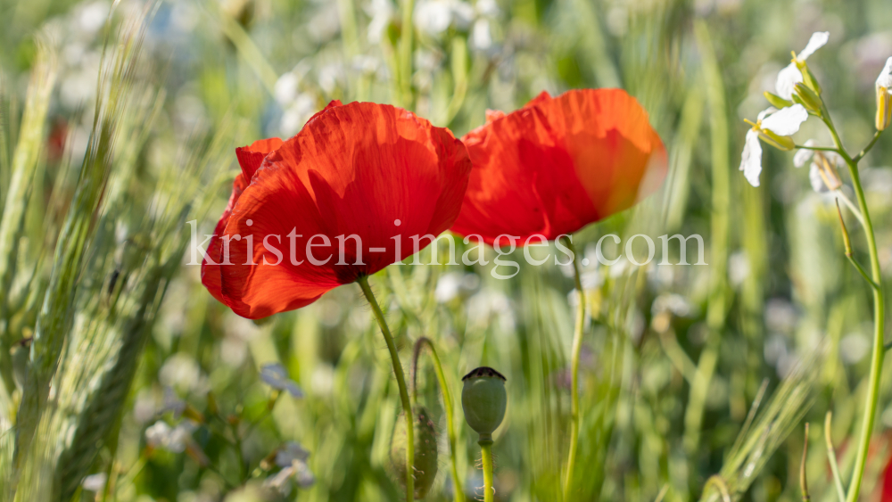 Mohn / Aldrans, Tirol, Österreich by kristen-images.com