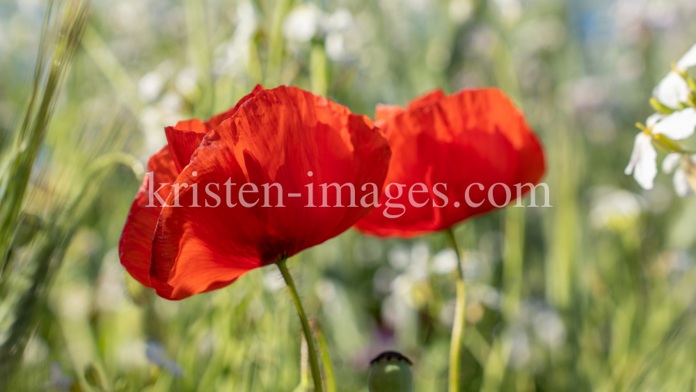 Mohn / Aldrans, Tirol, Österreich by kristen-images.com