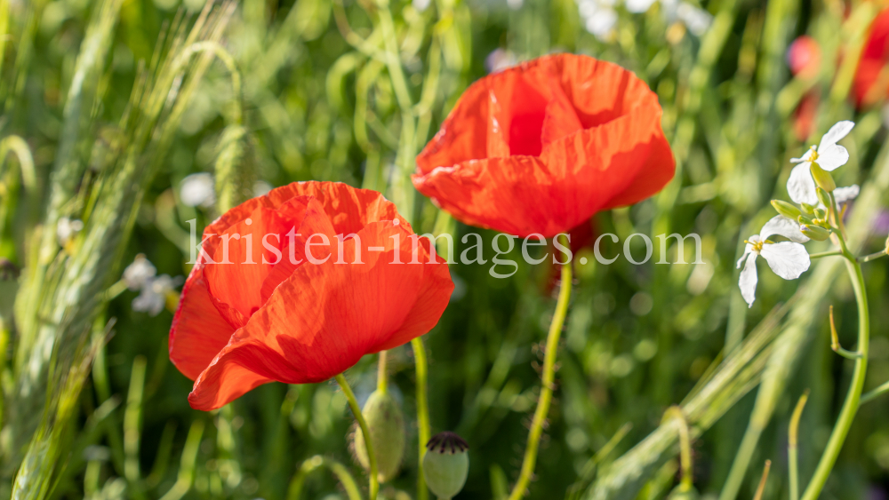 Mohn / Aldrans, Tirol, Österreich by kristen-images.com