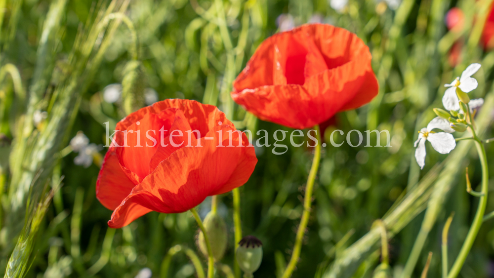 Mohn / Aldrans, Tirol, Österreich by kristen-images.com