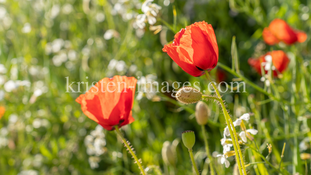 Mohn / Aldrans, Tirol, Österreich by kristen-images.com