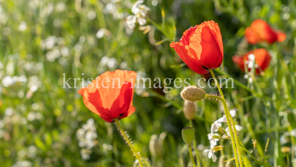 Mohn / Aldrans, Tirol, Österreich by kristen-images.com